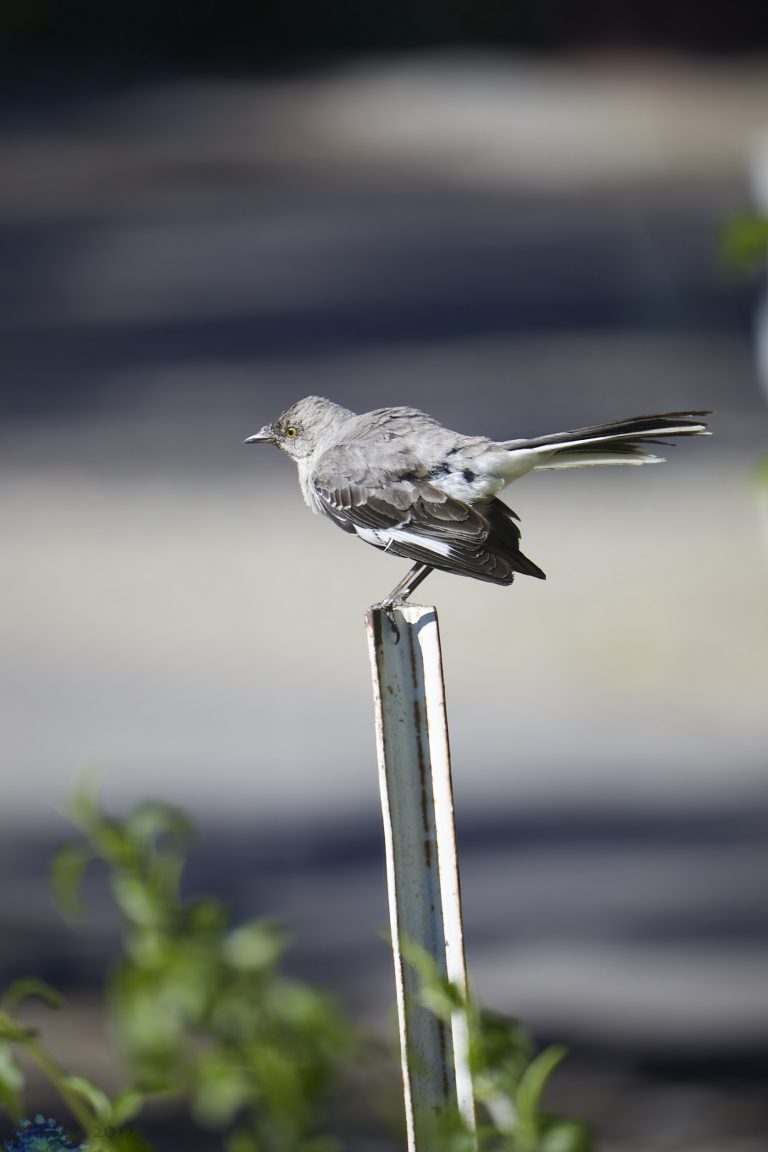 Northern Mockingbird