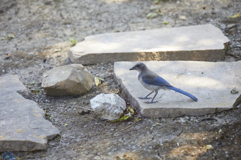 California Scrub Jay Week