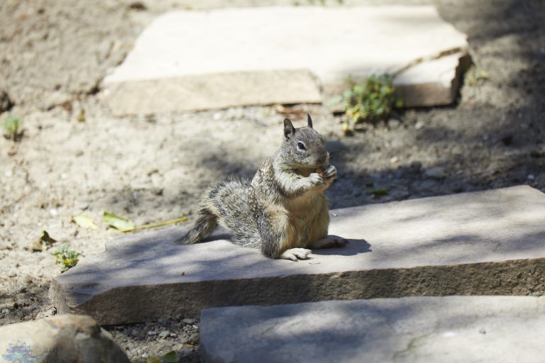 Ground Squirrel Week
