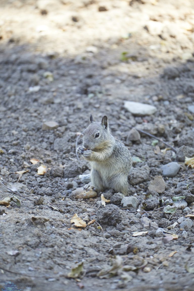 Ground Squirrel Week