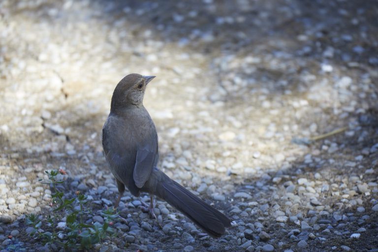 California Towhee