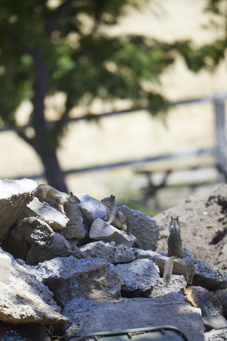 Ground Squirrel Week