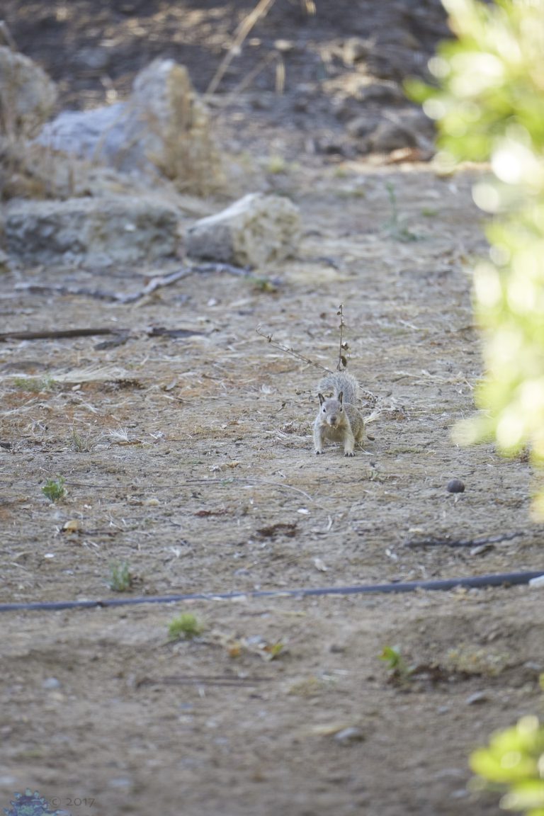 Old School Week: Ground Squirrels