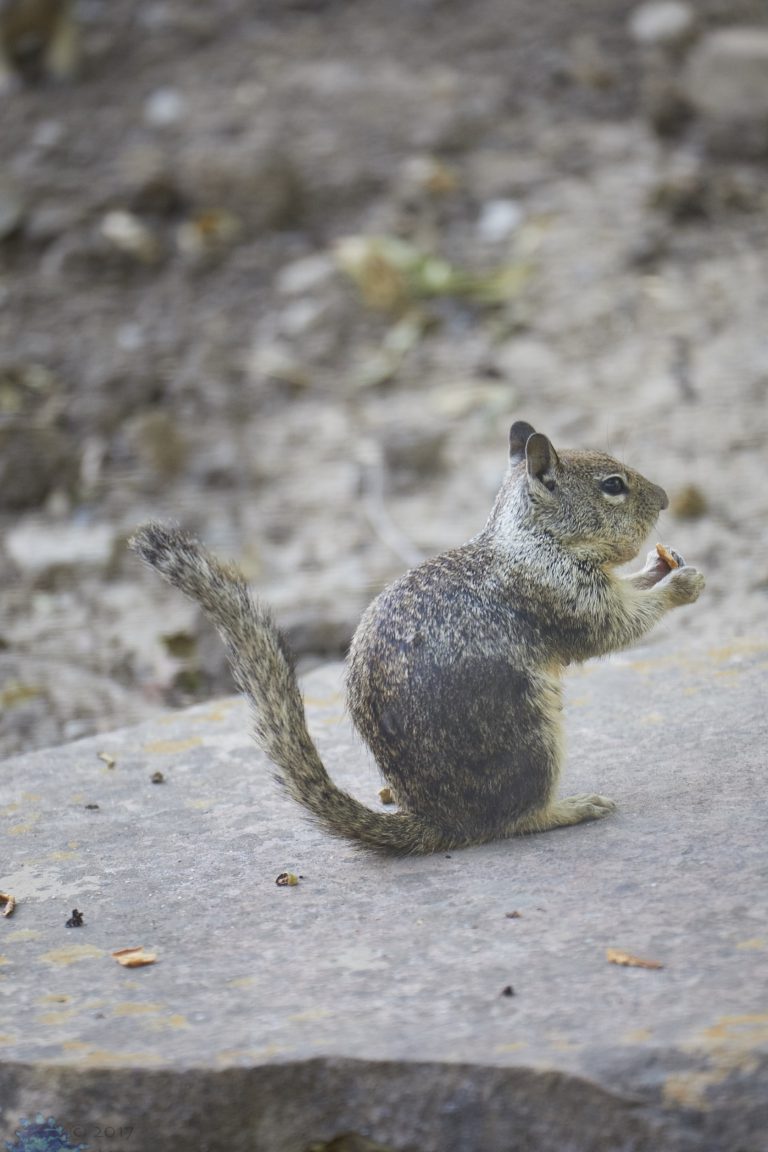 Squirrels in Various Poses