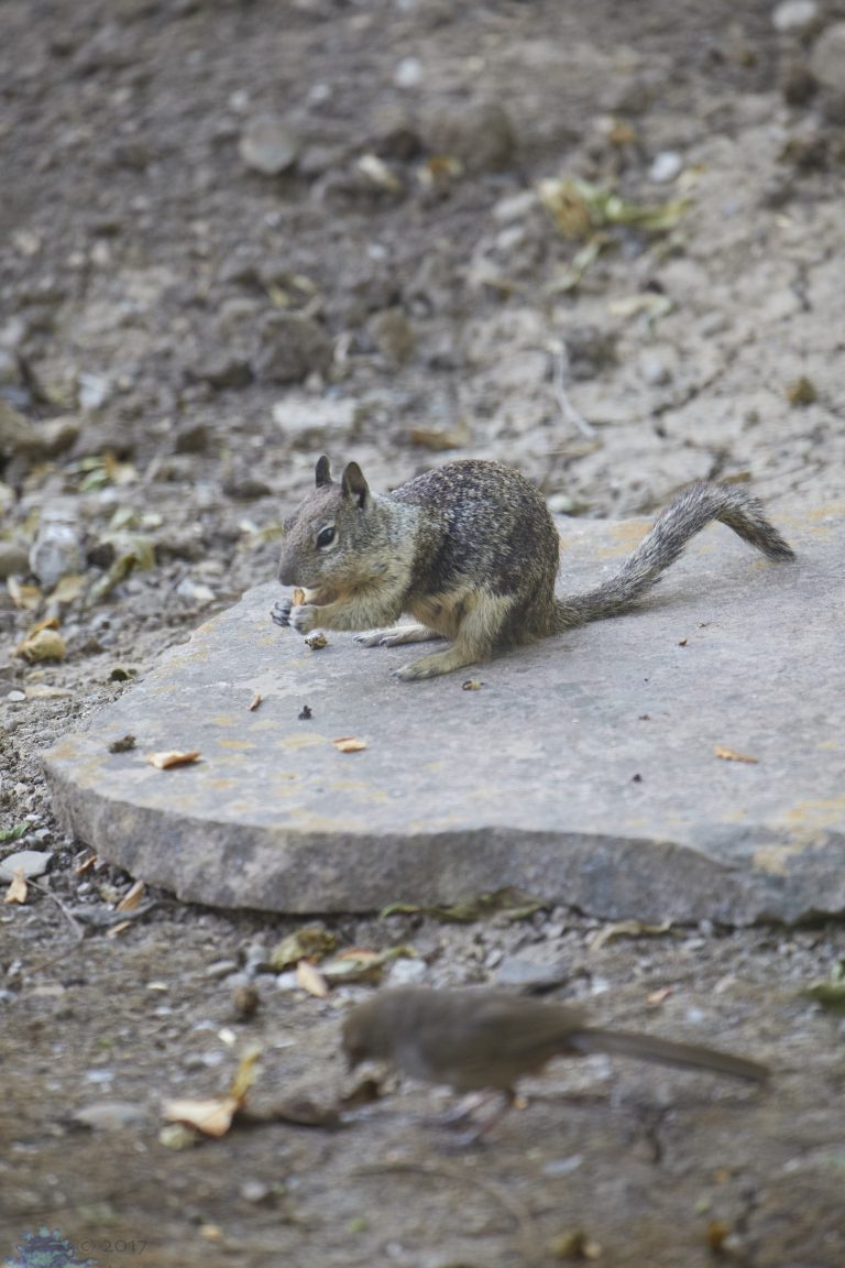 Ground Squirrel Week
