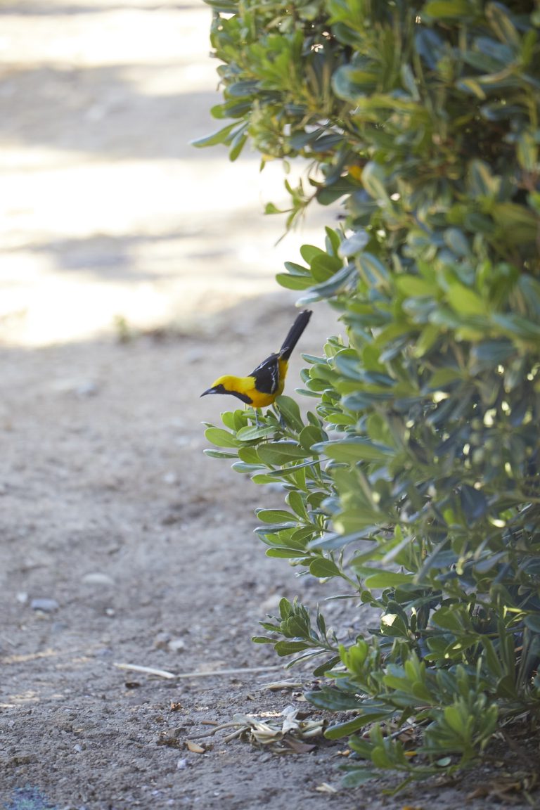 Hooded Oriole