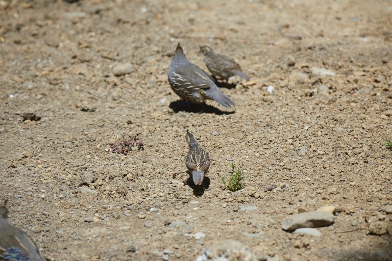 California Quail
