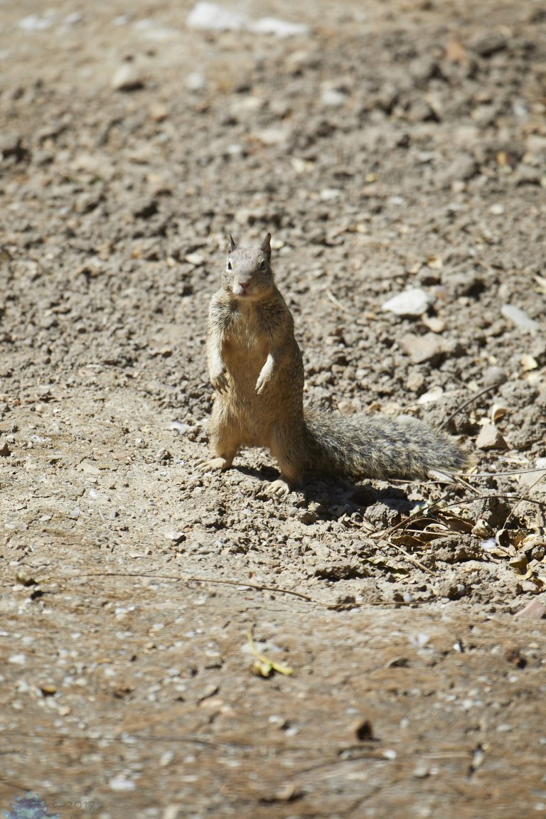 Ground Squirrel Week