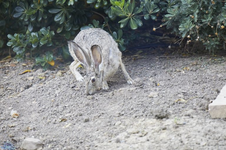 Western Hare Week