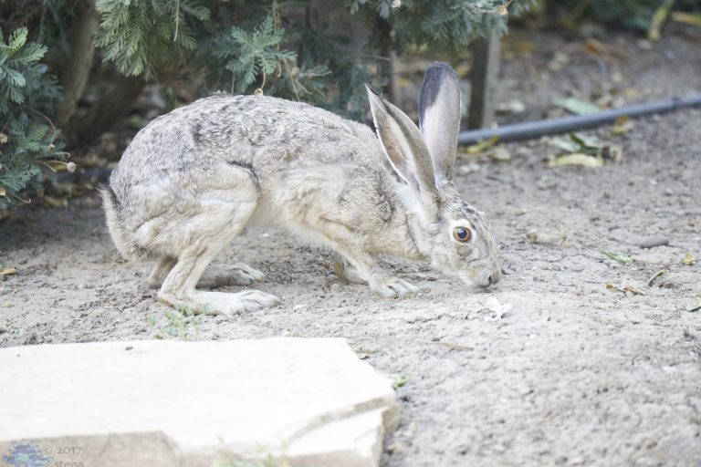 Old School Week: Hare
