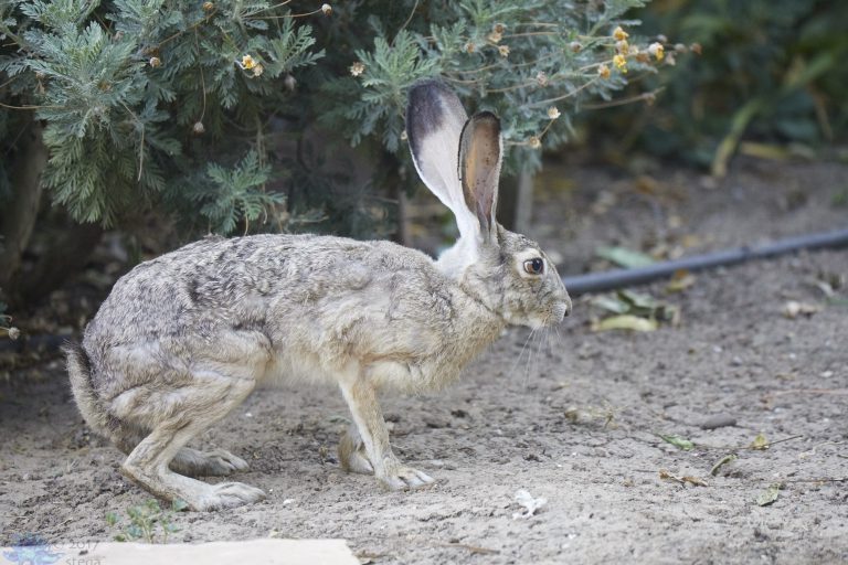 Old School Week: Hare