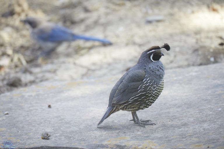 California Quail