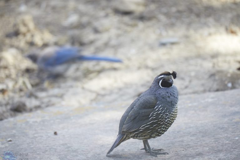 Old School Week: California Quail