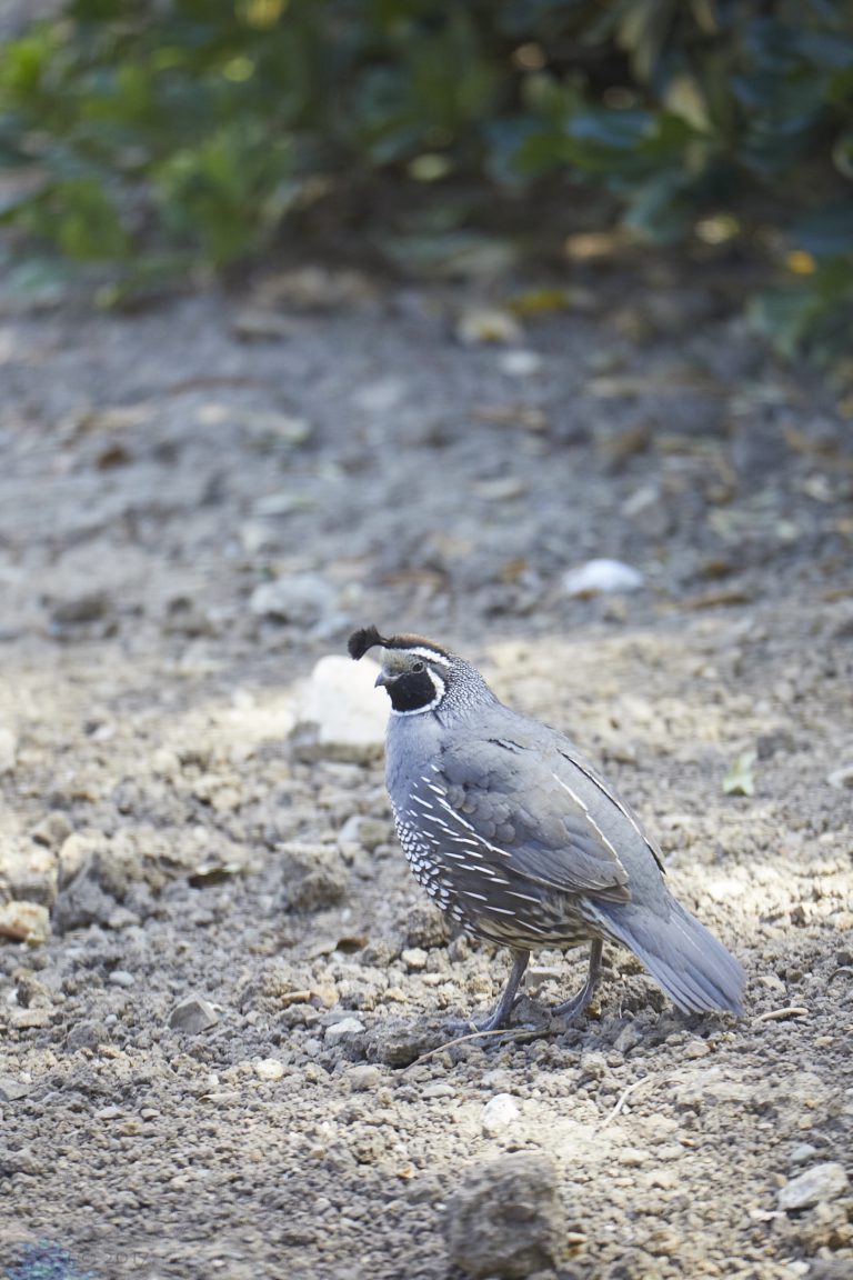California Quail
