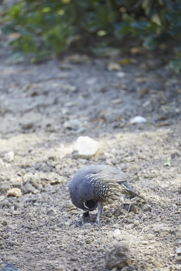 California Quail (series)