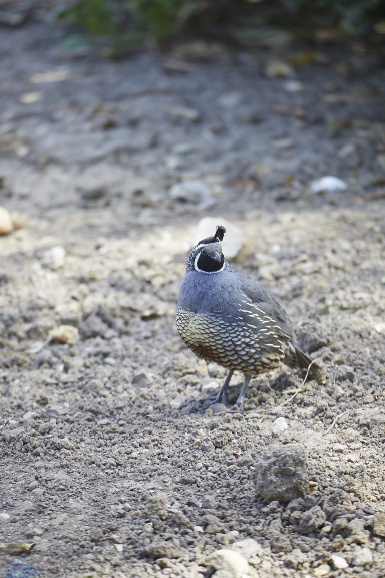 Old School Post: California Quail