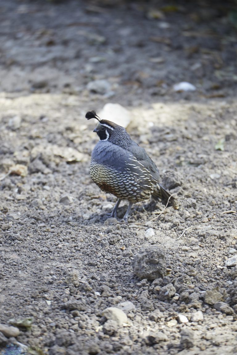 California Quail