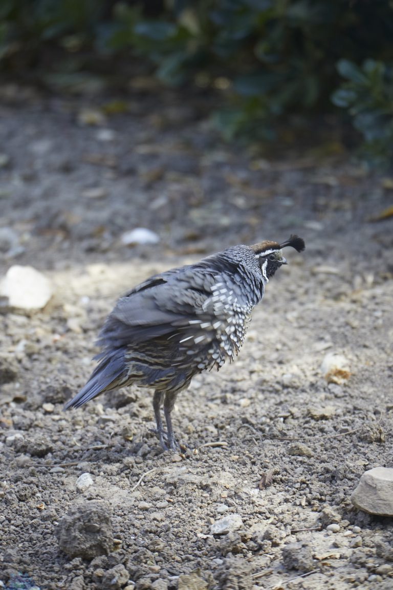 California Quail