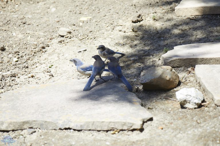 California Scrub Jays