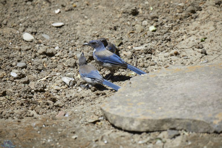 California Scrub Jay Week