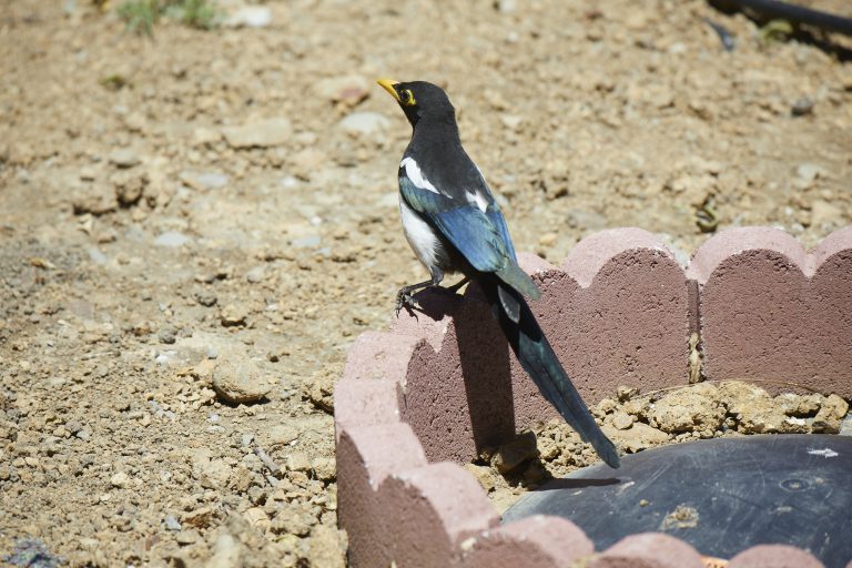 Yellow-Billed Magpie