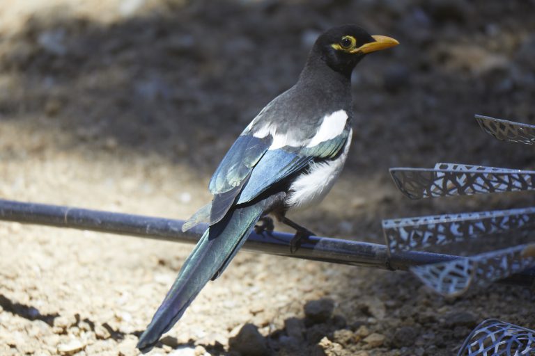 Yellow-billed Magpie