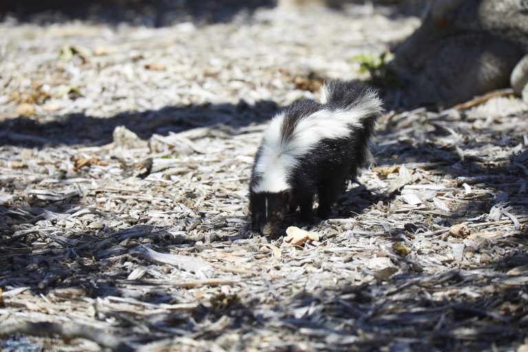 Skunk