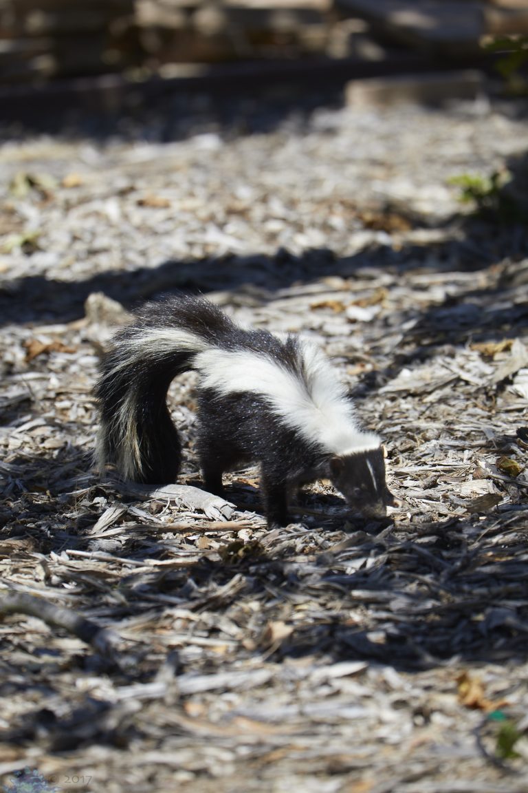 Skunk