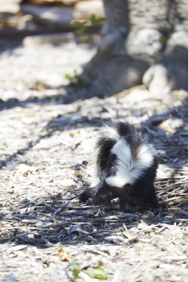 Skunk