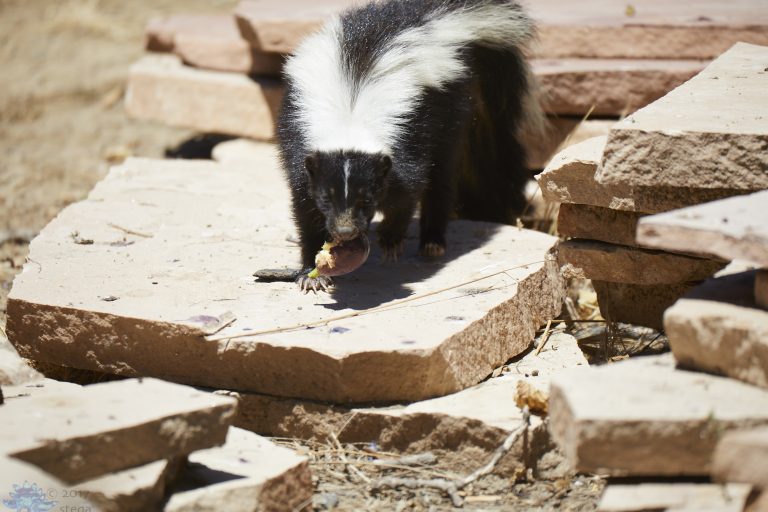 Skunk