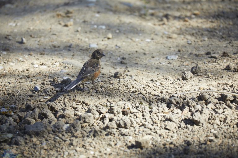 Young Spotted Towhee