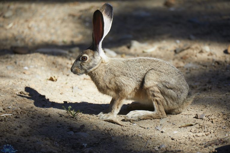 Hare