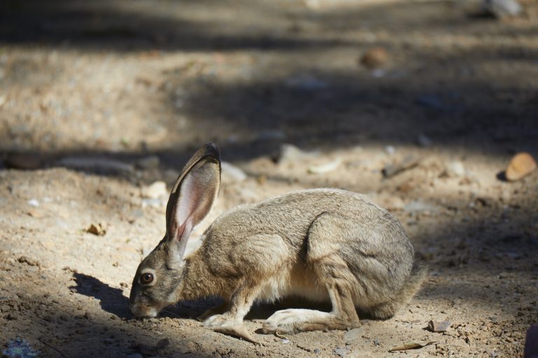 Hare