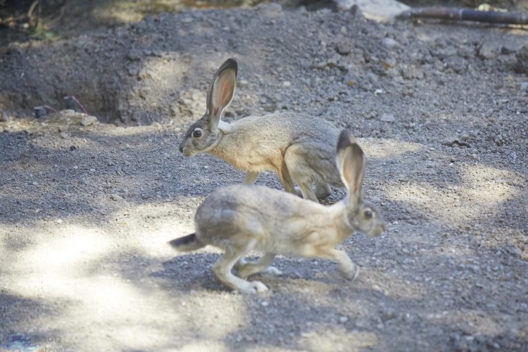Old School Week: Hare