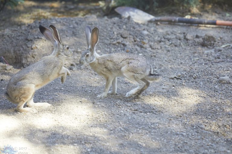 Hares (various random shots)