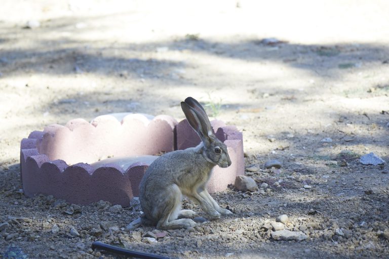 Old School Week: Hare