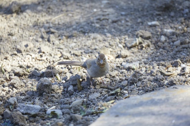 California Towhee