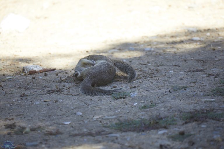 Squirrel Fight!