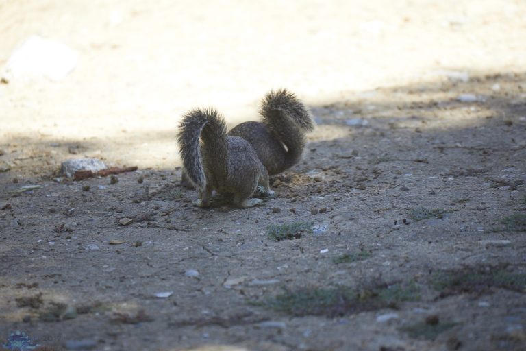 Old School Week: Ground Squirrels