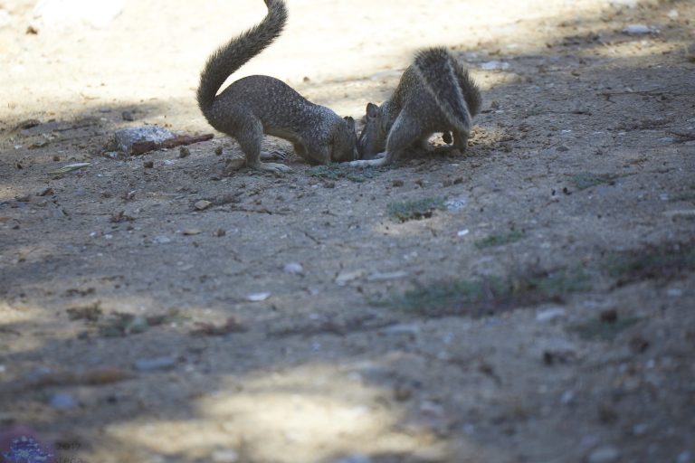Squirrel Fight!
