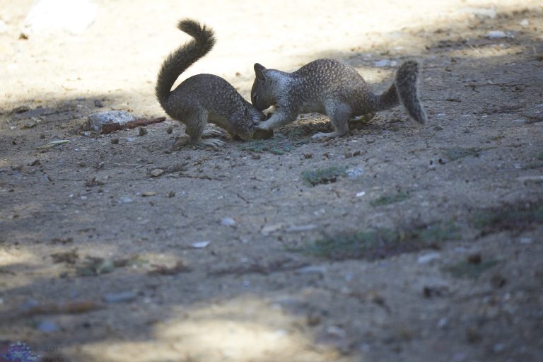 Squirrel Fight!