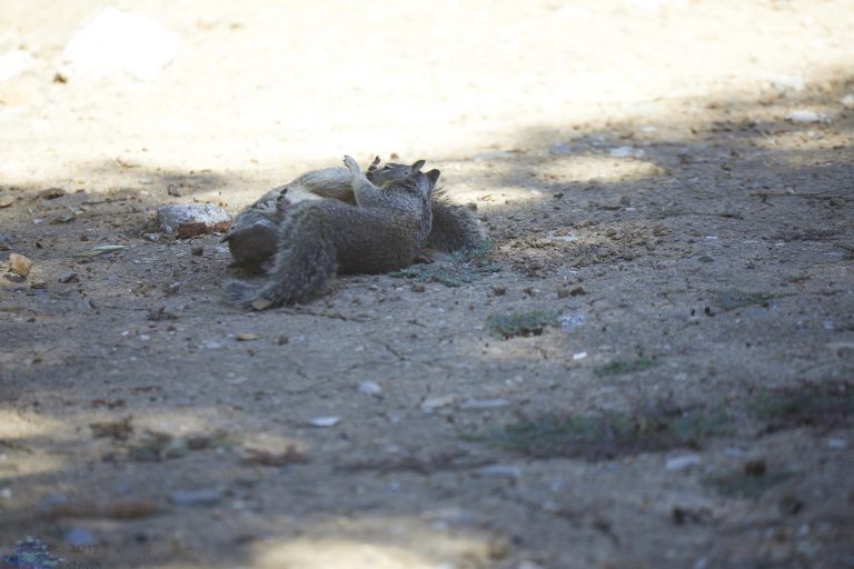 Squirrel Fight!