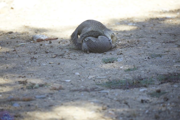 Squirrel Fight!