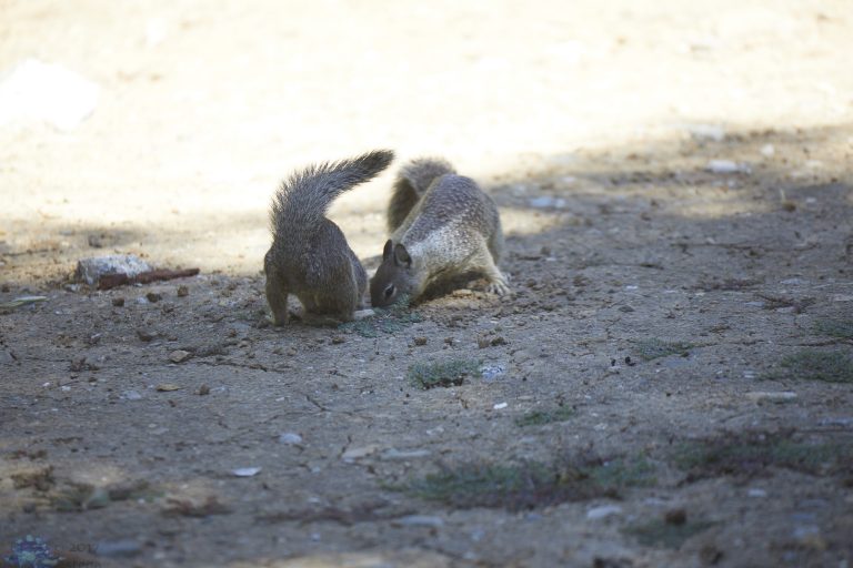 Squirrel Fight!