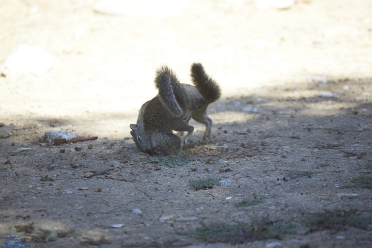 Squirrel Fight!