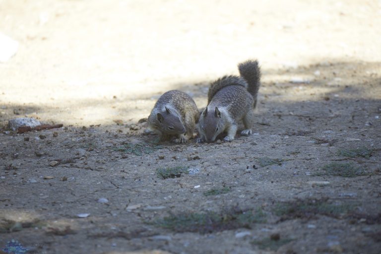 Squirrel Fight!