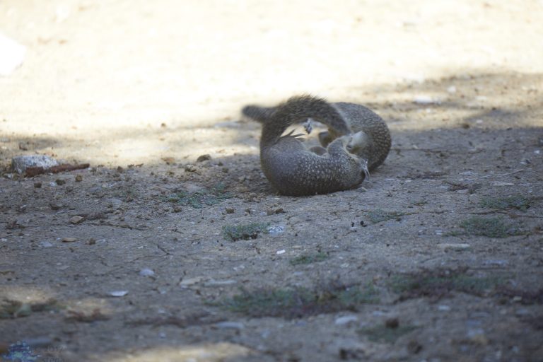 Squirrel Fight!