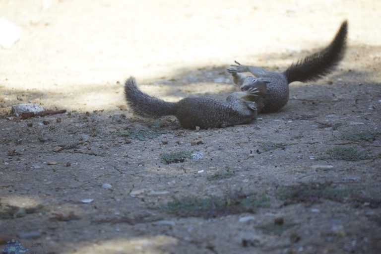 Squirrel Fight!