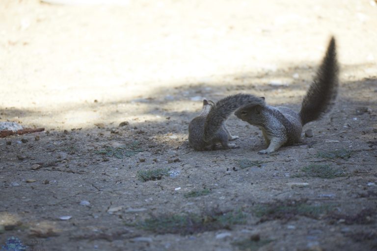 Squirrel Fight!