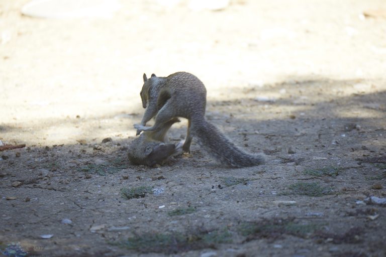 Squirrel Fight!